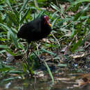 Image of Jacana jacana hypomelaena (Gray & GR 1846)