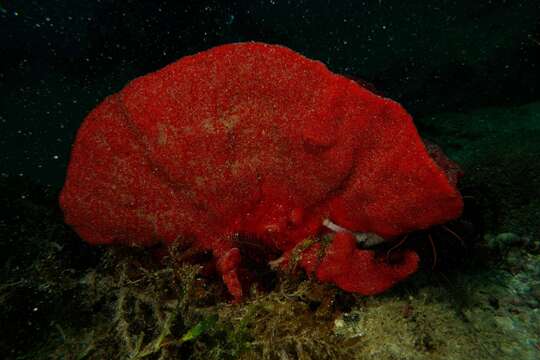 Image of Clathria (Wilsonella) rugosa Hooper & Lévi 1993