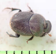 Image of Onthophagus aeruginosus Roth 1851