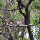 Image of Blue-winged Kookaburra