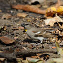 Image of Yellow-throated Sparrow