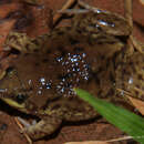 Image of Marbled Snout-burrower