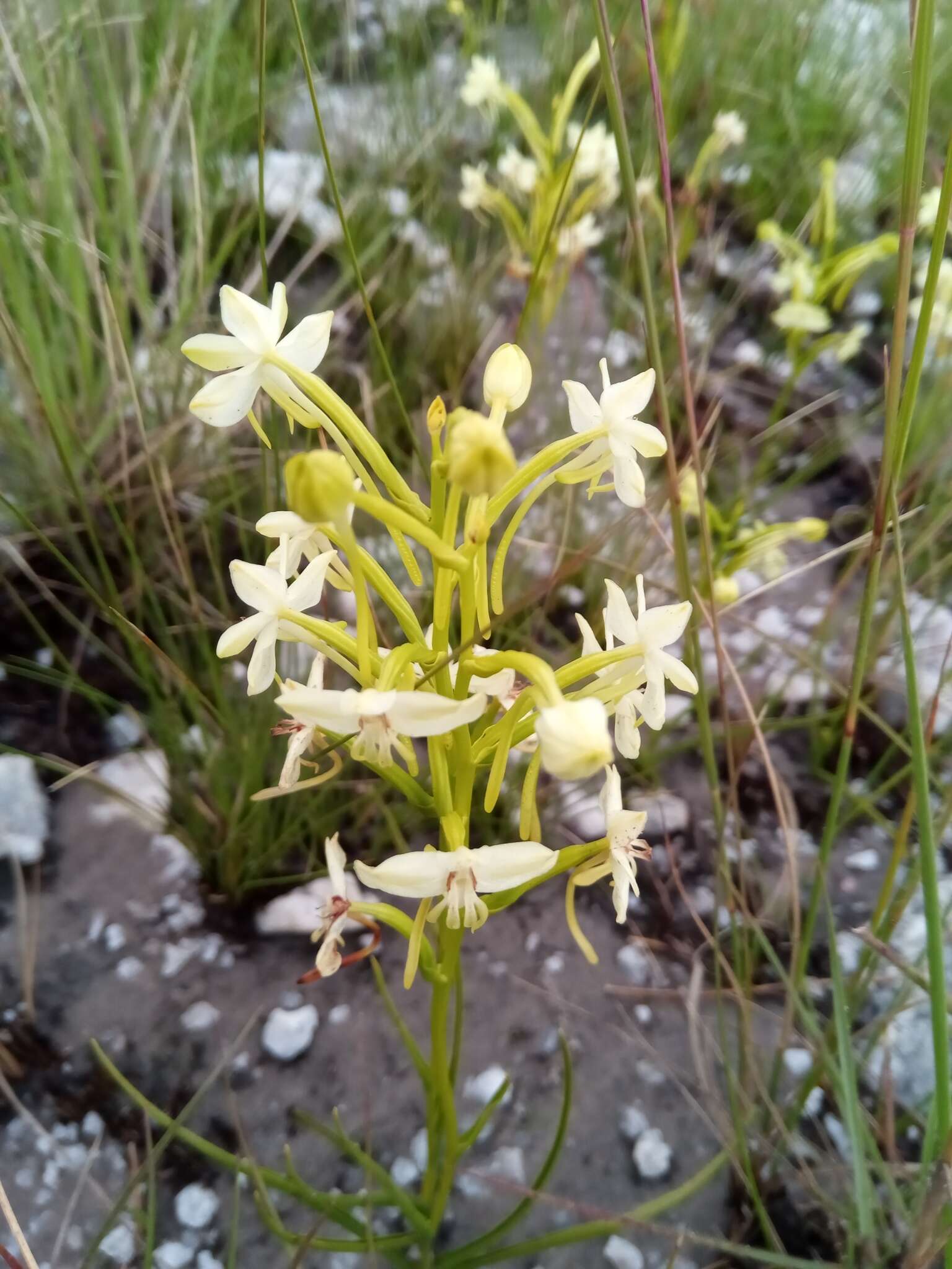 Image of Habenaria ambositrana Schltr.