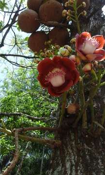 Image of cannonball tree