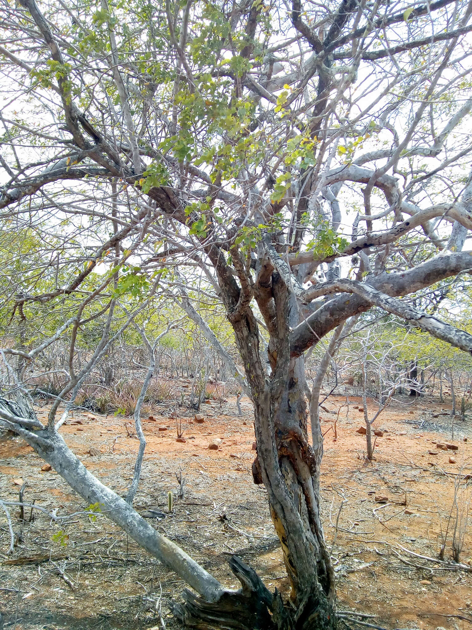 Image of Sebastiania macrocarpa Müll. Arg.