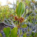 Image of Yellow Mangrove