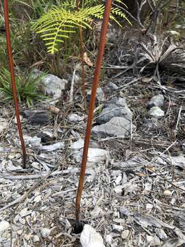 Image of southern brackenfern