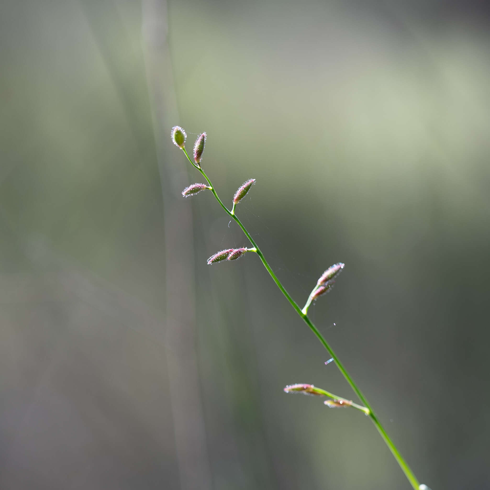 Plancia ëd Ancistrachne uncinulata (R. Br.) S. T. Blake