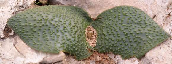 Image of Massonia gypsicola