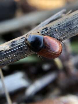 Слика од Aphodius pedellus (Degeer 1774)