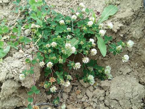 Image of Trifolium tumens M. Bieb.