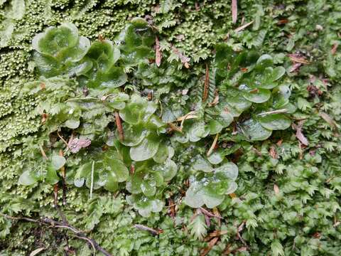 Image of Treubia lacunosa (Colenso) Prosk.