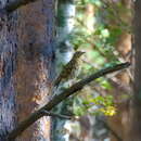 Image of White's Thrush