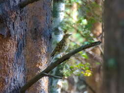 Image of White's Thrush