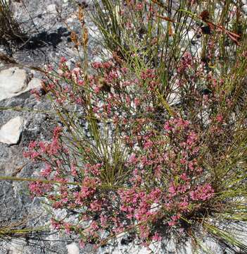 Image of Erica gnaphaloides Thunb.