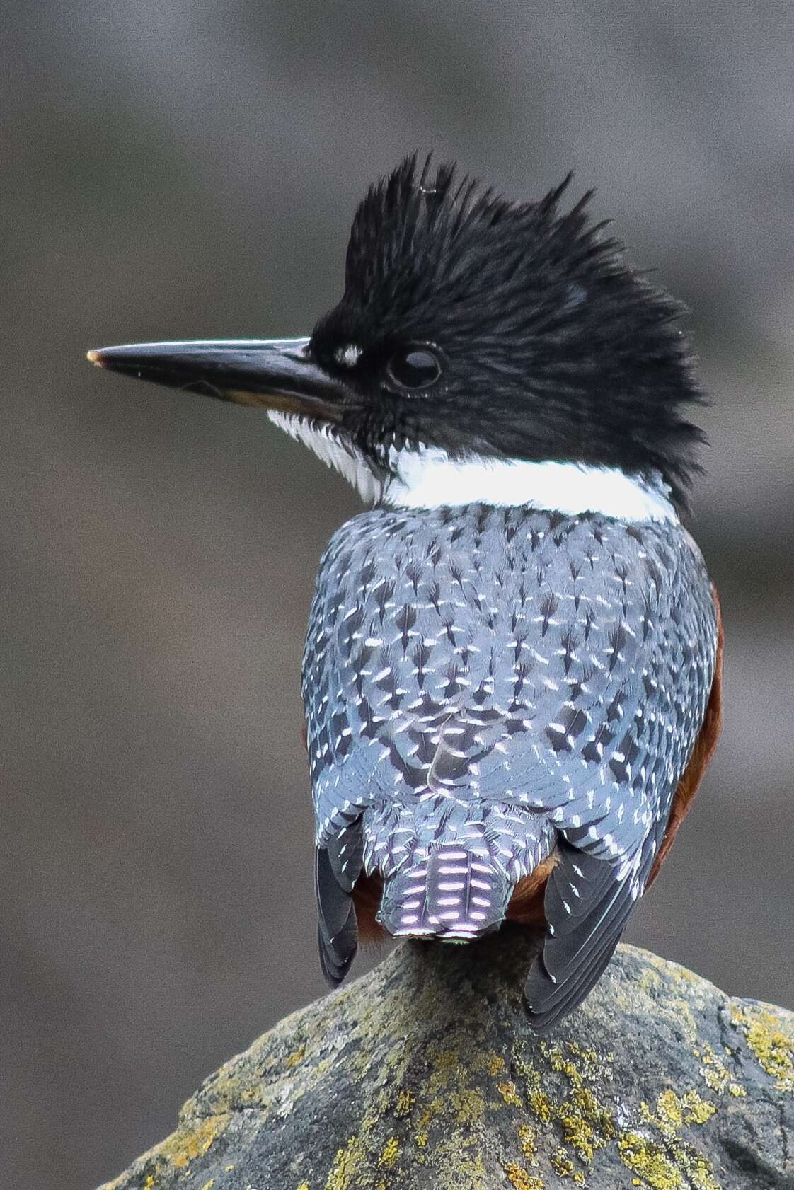 Sivun Megaceryle torquata stellata (Meyen 1834) kuva