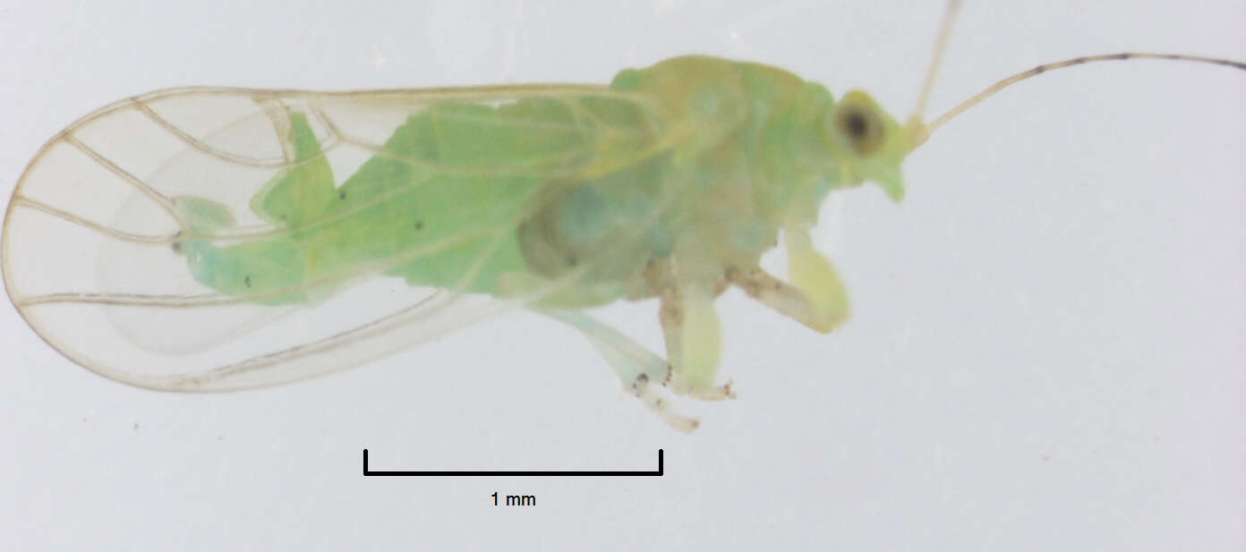 Image of Jumping plant lice