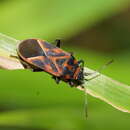 Image of Graptostethus varipictus Slater Alex 1985