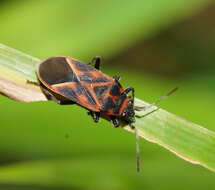 Image of Graptostethus varipictus Slater Alex 1985