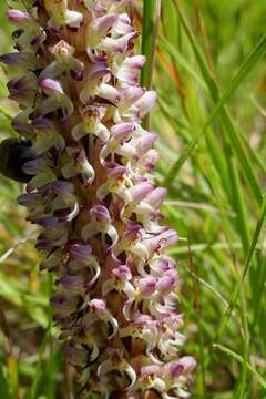 Image of Disa fragrans Schltr.