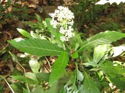 Image of Psychotria cupularis (Müll. Arg.) Standl.