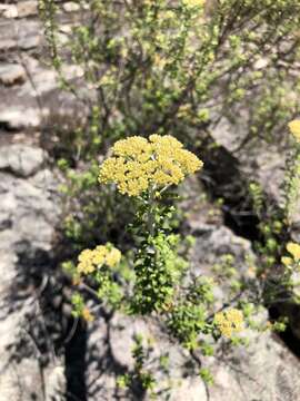 Ozothamnus obcordatus subsp. major (Benth.) P. S. Short resmi