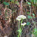 Plancia ëd Centranthus calcitrapae var. calcitrapae