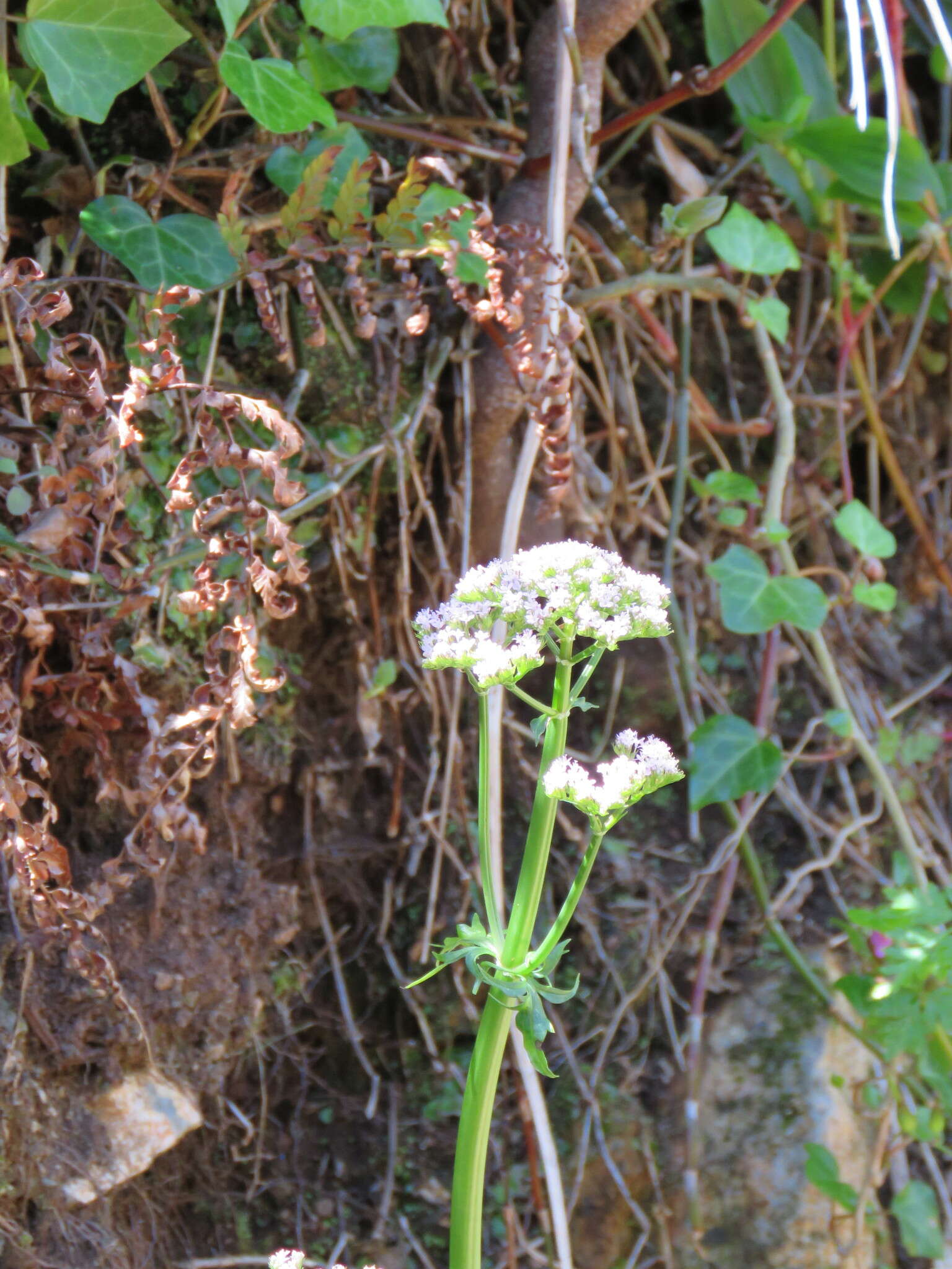 Centranthus calcitrapae var. calcitrapae resmi