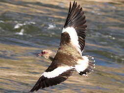 Image of Andean Lapwing