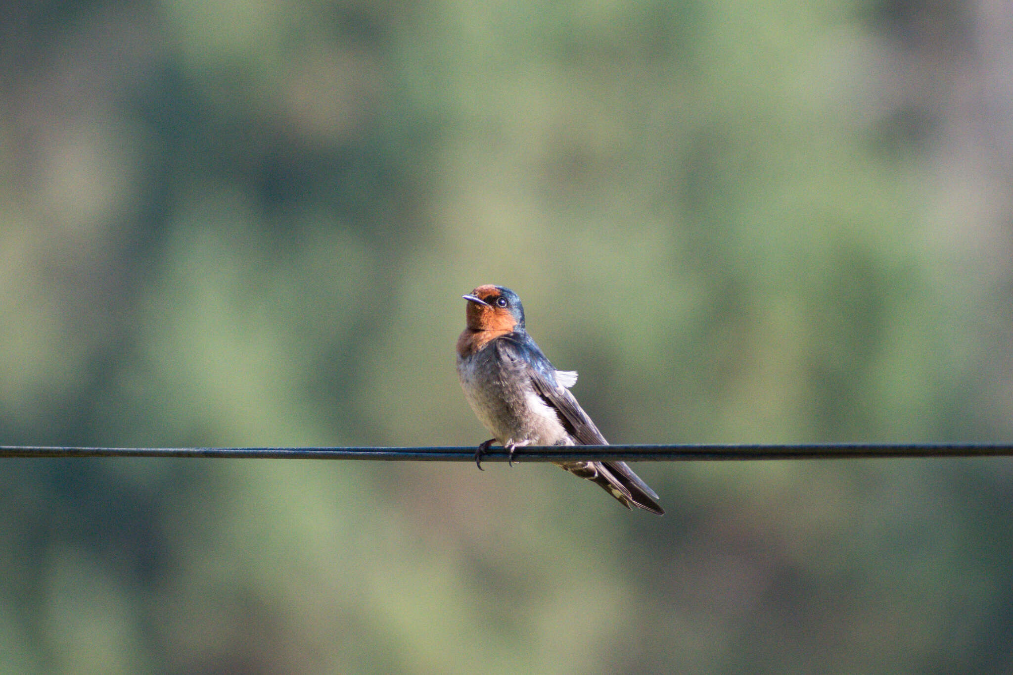 Image of Hill Swallow