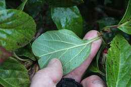 Image of Japanese viburnum