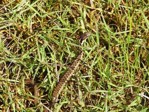 Image of Highland Garter Snake