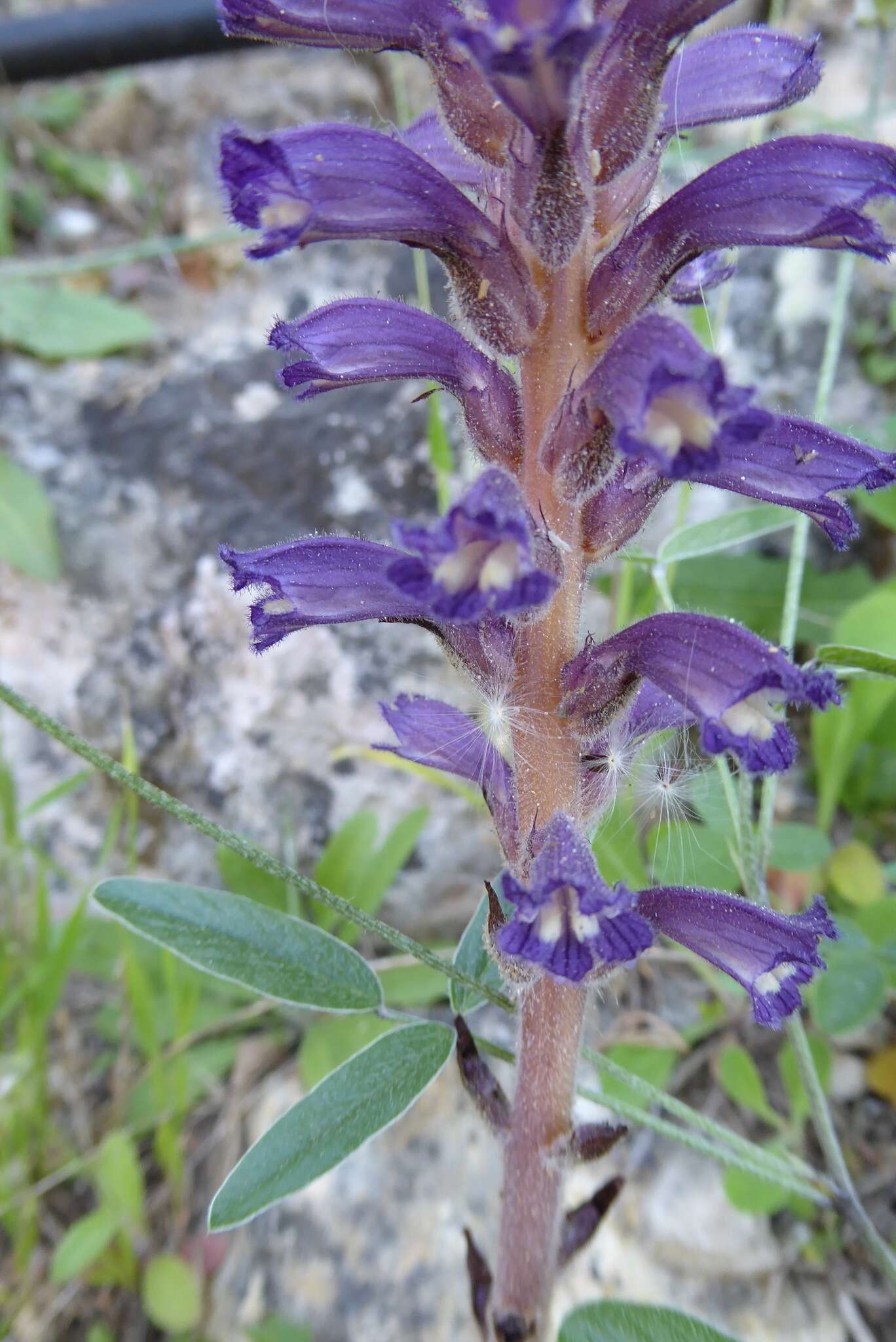 Слика од Phelipanche lavandulacea (Rchb.) Pomel