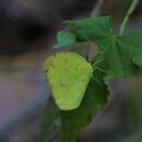 Image of Eurema desjardinsii (Boisduval 1833)