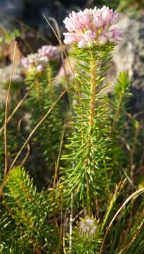 Image of Phylica gnidioides Eckl. & Zeyh.