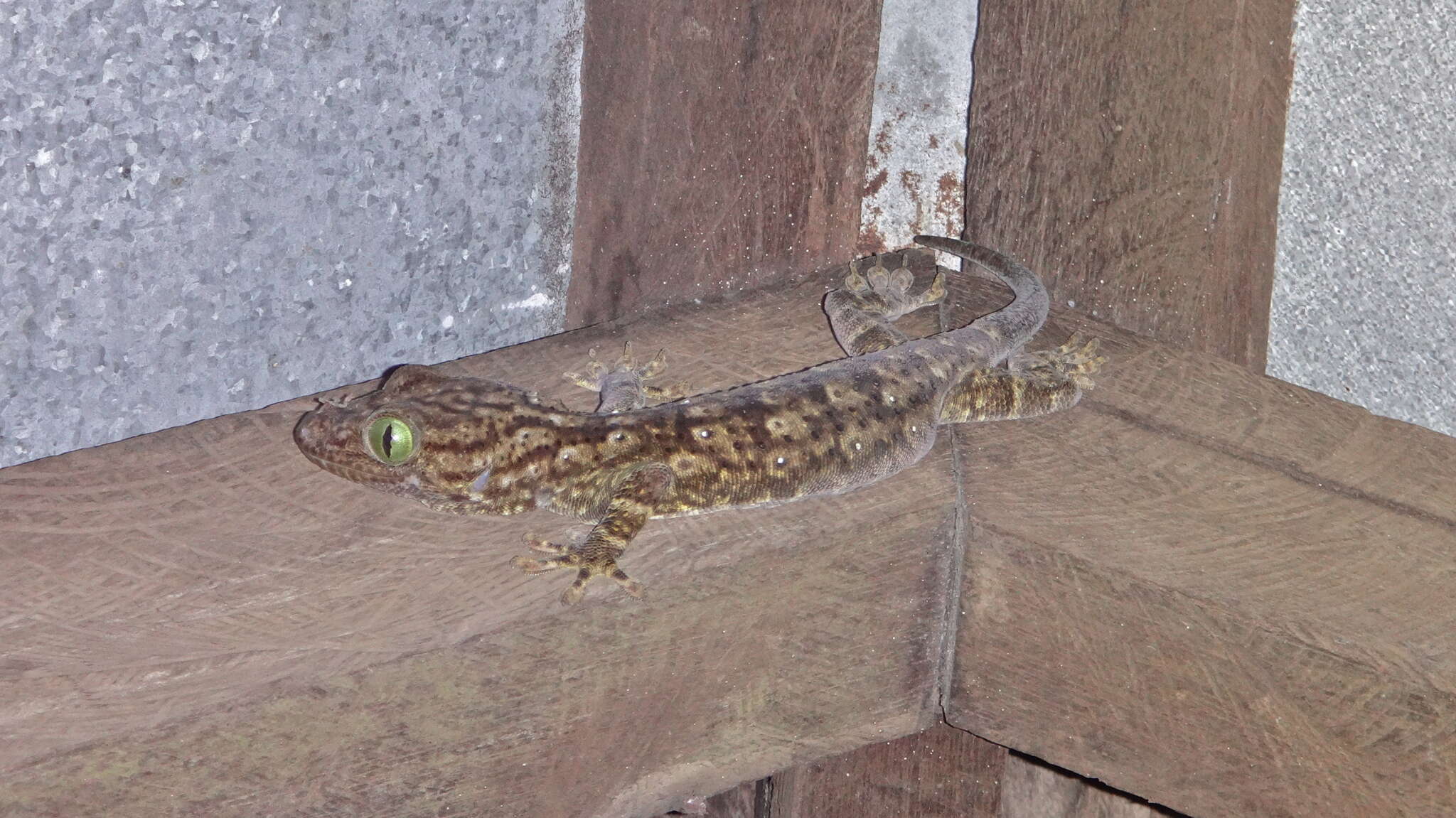 Gekko albofasciolatus (Günther 1867)的圖片