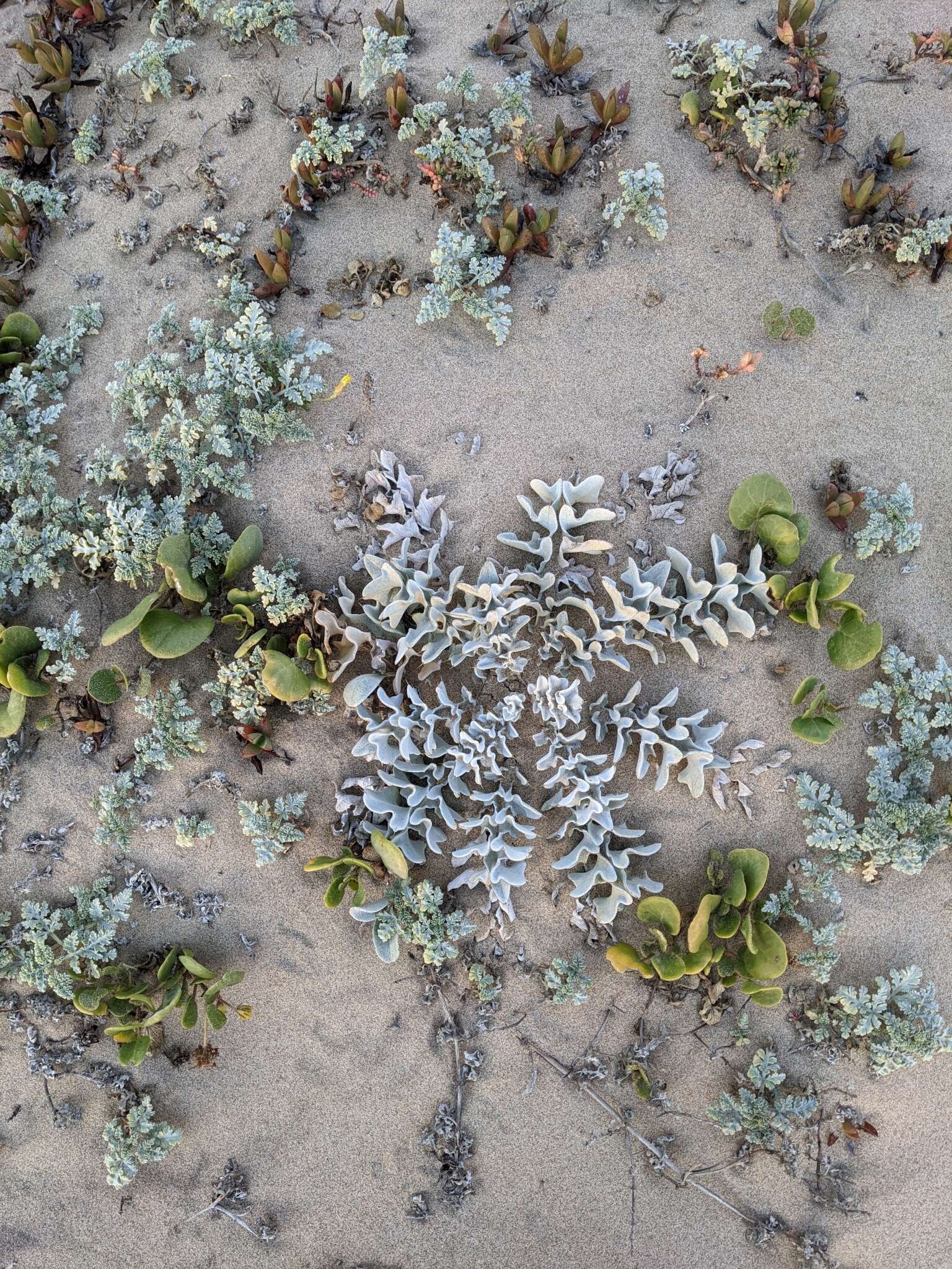 Image of surf thistle