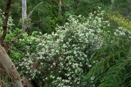 Olearia argophylla (Labill.) F. Müll. resmi