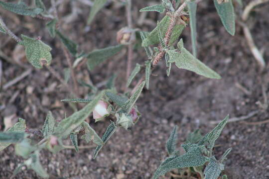 Image of arrowleaf mallow