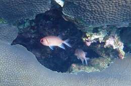 Image of Blacktip Soldierfish