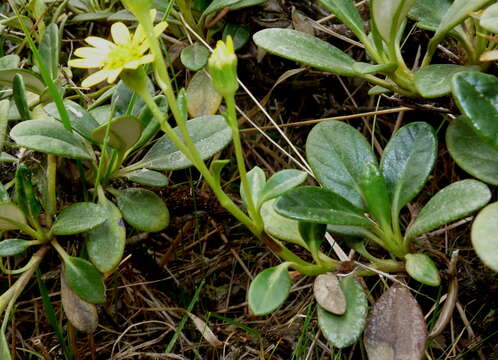 Image de Brachyglottis adamsii (Cheesem.) B. Nord.