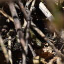 Image of Lesser Ornate Whorltail Iguana
