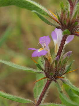 Image of Hygrophila schulli (Buch.-Ham.) M. R. Almeida & S. M. Almeida