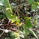 Image of Chihuahuan snoutbean