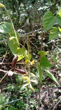 Image of Chihuahuan snoutbean