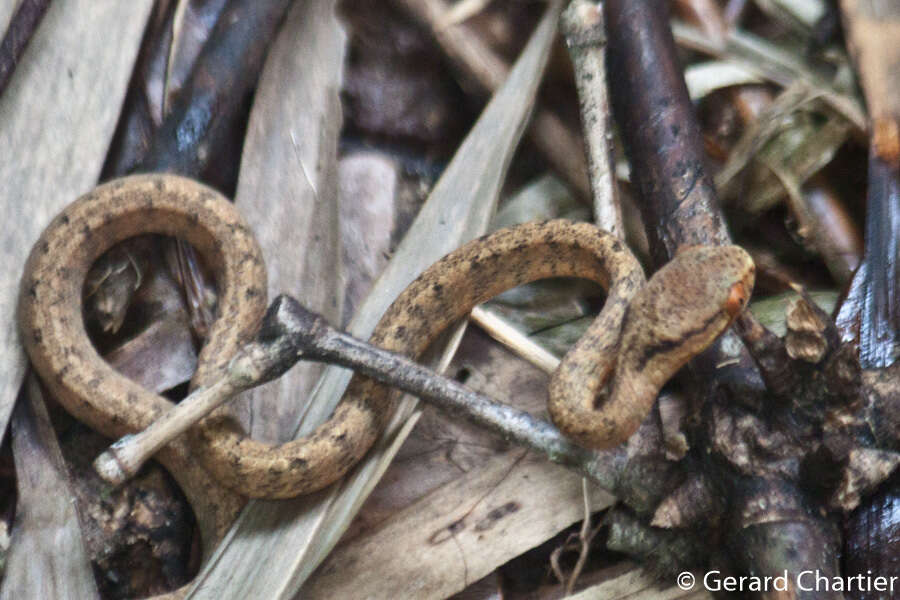 Image of Keeled Slug-eating Snake