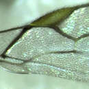 Image of Aphid parasite