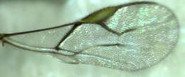 Image of Aphid parasite