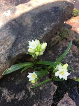 Image of Ornithogalum diphyllum Baker