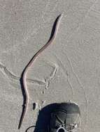 Image of Sooty eel